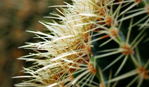 Preview wallpaper cactus, spines, plant, macro