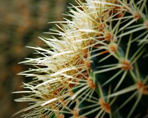 Preview wallpaper cactus, spines, plant, macro