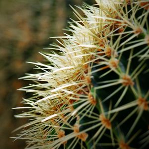 Preview wallpaper cactus, spines, plant, macro