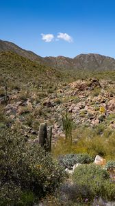 Preview wallpaper cactus, stones, hills, nature