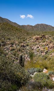 Preview wallpaper cactus, stones, hills, nature