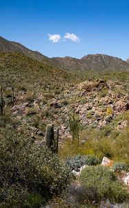 Preview wallpaper cactus, stones, hills, nature