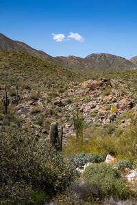 Preview wallpaper cactus, stones, hills, nature