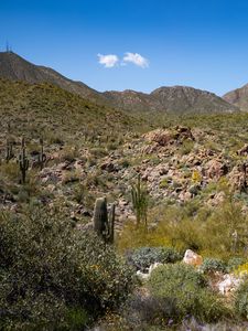 Preview wallpaper cactus, stones, hills, nature