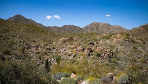 Preview wallpaper cactus, stones, hills, nature