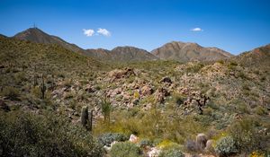 Preview wallpaper cactus, stones, hills, nature