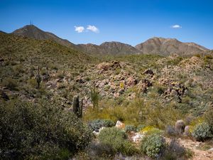 Preview wallpaper cactus, stones, hills, nature