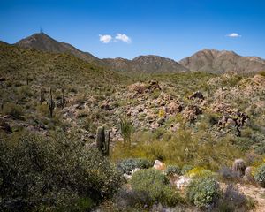 Preview wallpaper cactus, stones, hills, nature