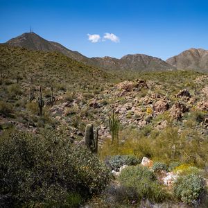 Preview wallpaper cactus, stones, hills, nature