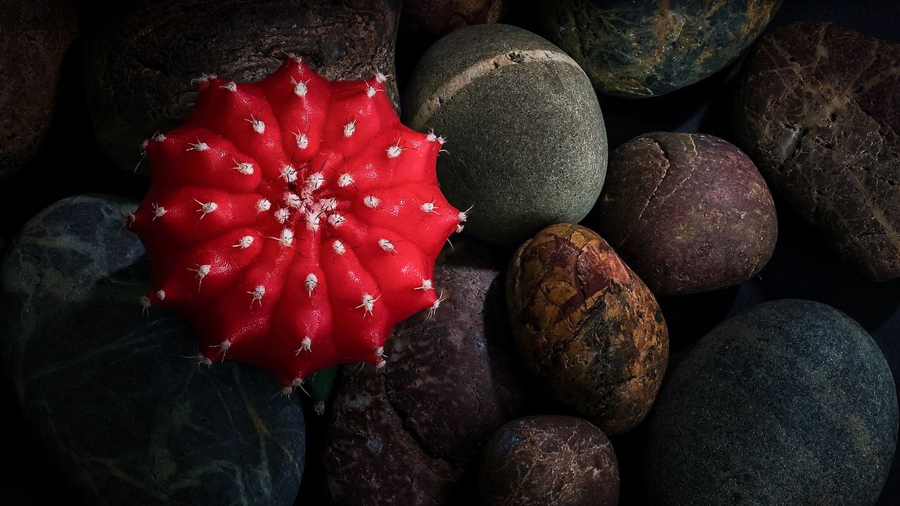 Wallpaper cactus, stones, pebbles, macro, red