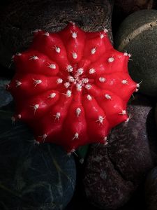 Preview wallpaper cactus, stones, pebbles, macro, red