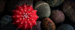 Preview wallpaper cactus, stones, pebbles, macro, red