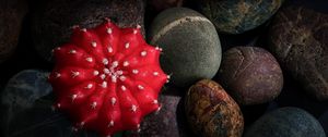 Preview wallpaper cactus, stones, pebbles, macro, red