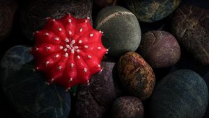 Preview wallpaper cactus, stones, pebbles, macro, red