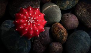 Preview wallpaper cactus, stones, pebbles, macro, red