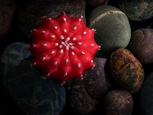 Preview wallpaper cactus, stones, pebbles, macro, red