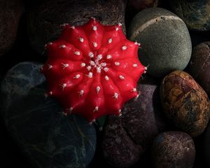 Preview wallpaper cactus, stones, pebbles, macro, red