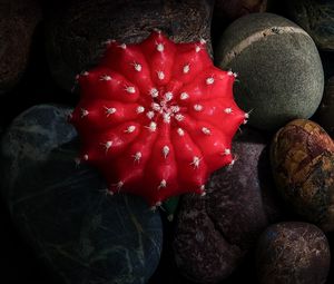 Preview wallpaper cactus, stones, pebbles, macro, red