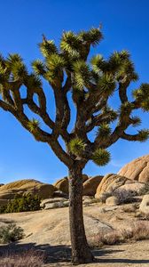 Preview wallpaper cactus, stones, rocks, nature