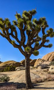 Preview wallpaper cactus, stones, rocks, nature