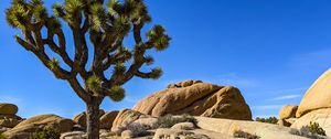 Preview wallpaper cactus, stones, rocks, nature