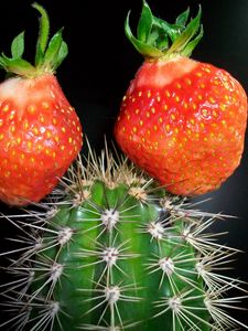 Preview wallpaper cactus, strawberry, creative, green, red