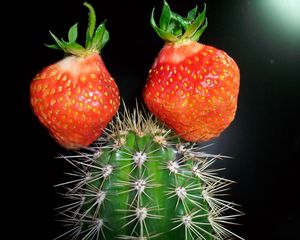 Preview wallpaper cactus, strawberry, creative, green, red