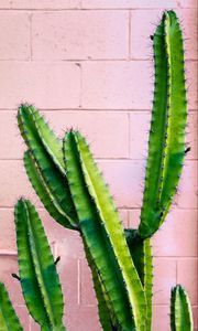Preview wallpaper cactus, succulent, green, prickly, wall