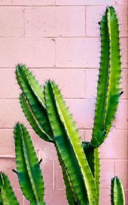 Preview wallpaper cactus, succulent, green, prickly, wall