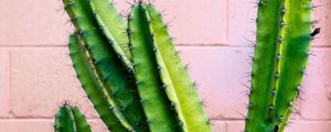 Preview wallpaper cactus, succulent, green, prickly, wall