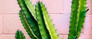 Preview wallpaper cactus, succulent, green, prickly, wall