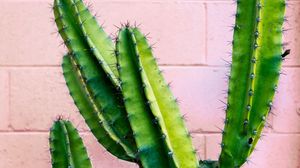 Preview wallpaper cactus, succulent, green, prickly, wall