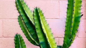 Preview wallpaper cactus, succulent, green, prickly, wall