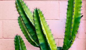 Preview wallpaper cactus, succulent, green, prickly, wall