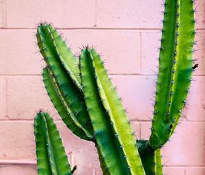 Preview wallpaper cactus, succulent, green, prickly, wall