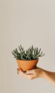 Preview wallpaper cactus, succulent, plant, pot, hands