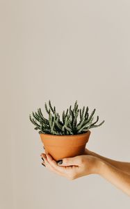 Preview wallpaper cactus, succulent, plant, pot, hands