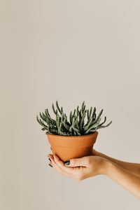 Preview wallpaper cactus, succulent, plant, pot, hands