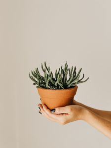 Preview wallpaper cactus, succulent, plant, pot, hands