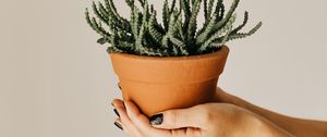 Preview wallpaper cactus, succulent, plant, pot, hands