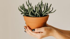 Preview wallpaper cactus, succulent, plant, pot, hands