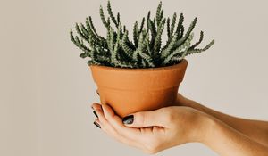 Preview wallpaper cactus, succulent, plant, pot, hands