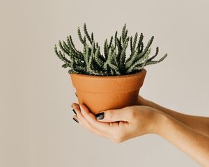 Preview wallpaper cactus, succulent, plant, pot, hands