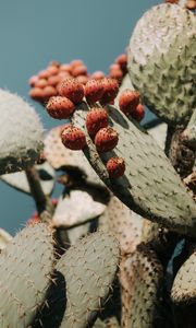 Preview wallpaper cactus, succulent, plant, prickly