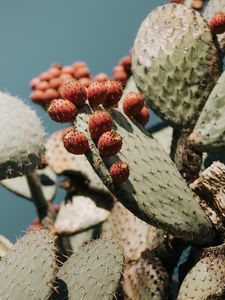 Preview wallpaper cactus, succulent, plant, prickly