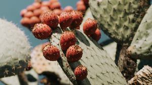 Preview wallpaper cactus, succulent, plant, prickly