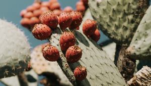 Preview wallpaper cactus, succulent, plant, prickly