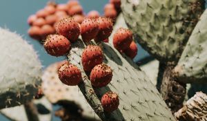 Preview wallpaper cactus, succulent, plant, prickly