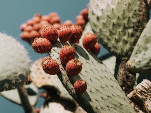 Preview wallpaper cactus, succulent, plant, prickly