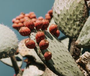 Preview wallpaper cactus, succulent, plant, prickly